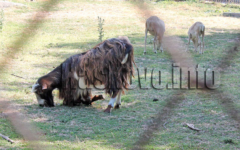 Табели Табели