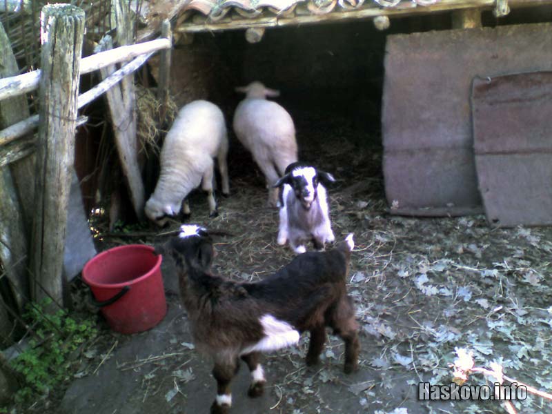 Животните във Вълче поле са затворени в кошарите след като бе установен случай на бруцелоза