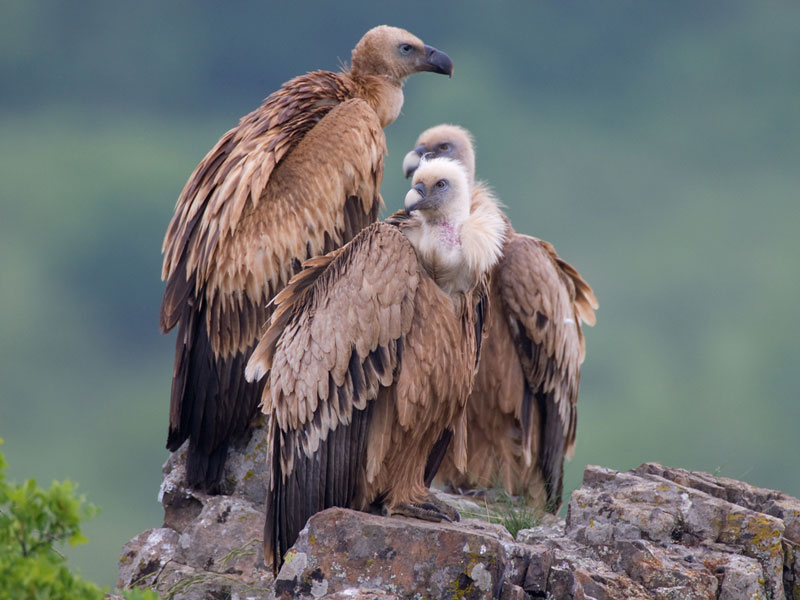 Белоглави лешояди