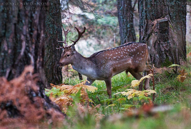 Елен, илюстрация