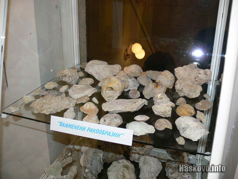 Вкаменелости Вкаменелости