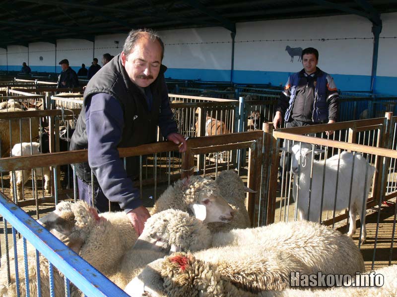 Хайван пазар