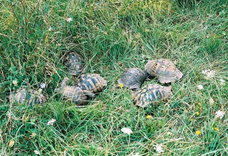 Костенурките