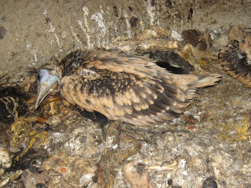 Египетски лешояд