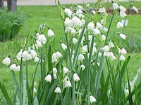 Блатно кокиче