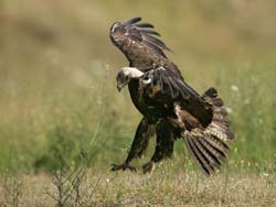 Царски орел