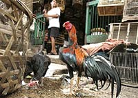 Пазар за птици