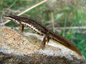 Малък гребенест тритон