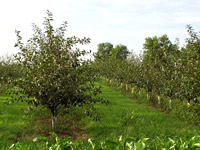 Овошна градина