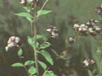 Риганът си остава най-разпространената билка в Хасковско