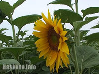 Слънчоглед, илюстрация