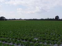 Поле с ягоди, архив