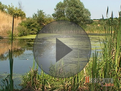 Мистериозна рибна смърт