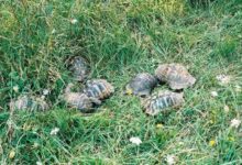 Костенурки