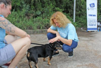 Демократична България