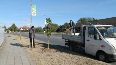 Залесяване