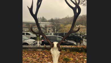 Ловен трофей