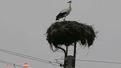 Щъркели