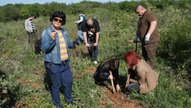 Залесяване