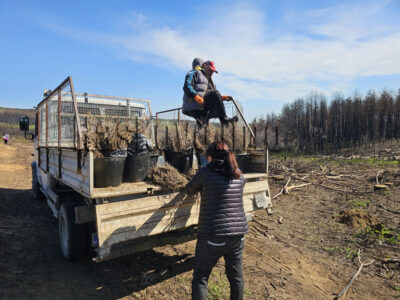 Залесяване