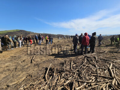 Залесяване