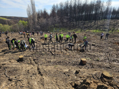 Залесяване