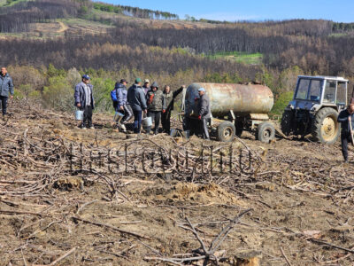 Залесяване