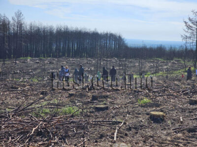 Залесяване