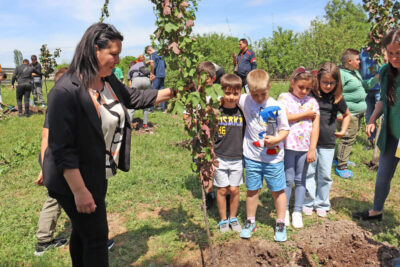 Залесяване