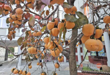 Райска ябълка