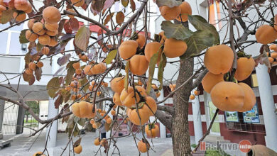 Райска ябълка