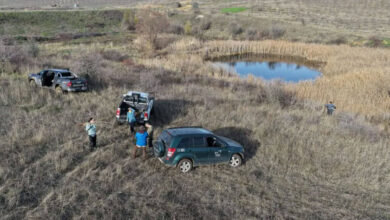 Залесяване