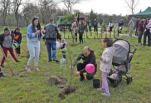 Залесяване