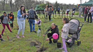 Залесяване