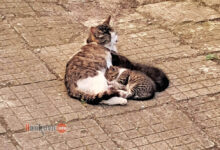 Котки