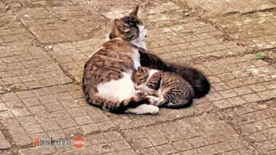 Котки