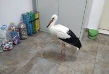 Птици